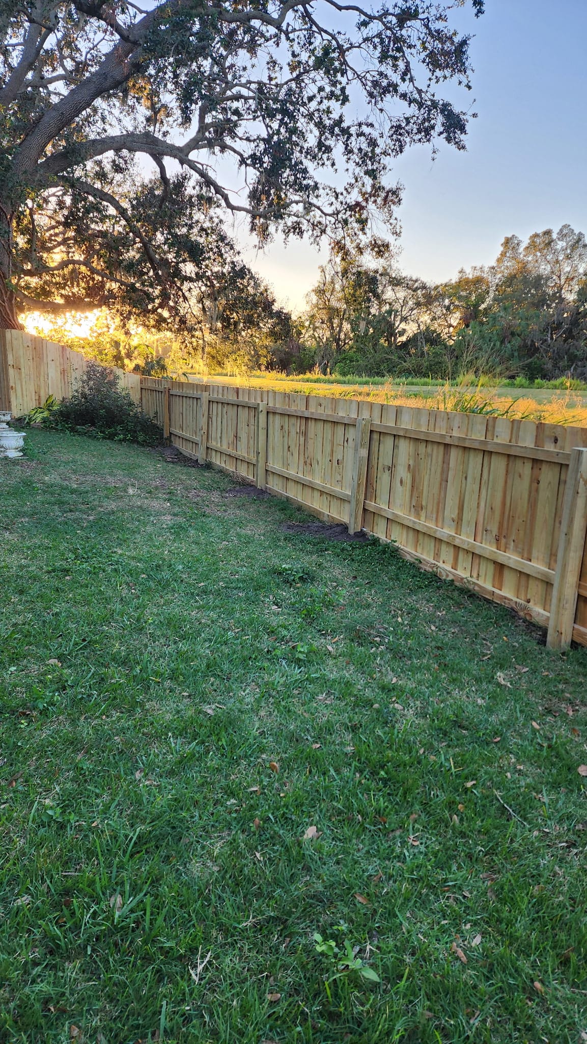 Wood privacy fence under a Florida oak built by Wilson's Fencing